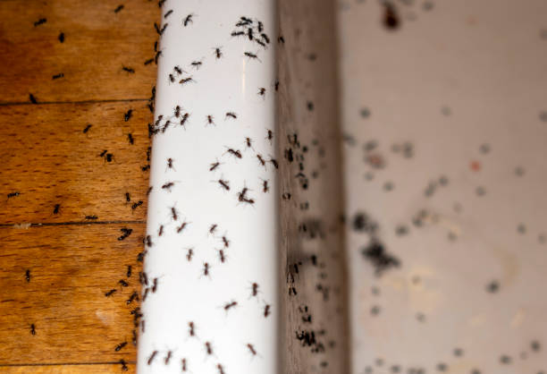 Best Ant Control Services  in Adair Village, OR
