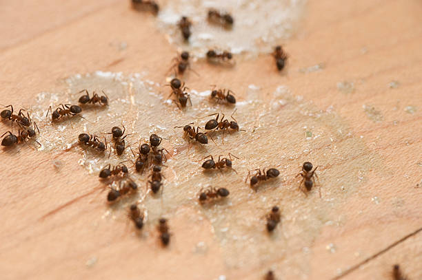 Best Best Pest Control Companies  in Adair Village, OR