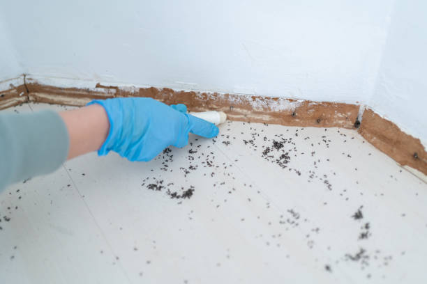 Best Wasp Removal Services  in Adair Village, OR